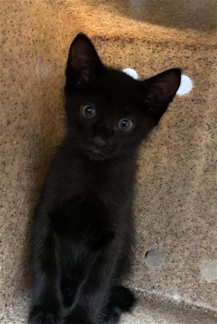 adoptable Cat in Dallas, TX named POPPY