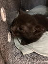 adoptable Cat in dallas, TX named KY