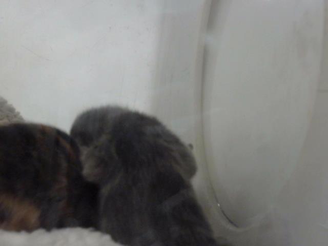 adoptable Cat in Dallas, TX named MOUSE