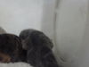adoptable Cat in dallas, TX named MOUSE