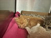 adoptable Cat in dallas, TX named ADELE