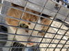 adoptable Cat in dallas, TX named PRINCESS
