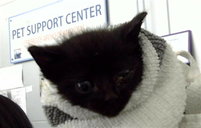 adoptable Cat in Dallas, TX named GALAXY