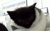 adoptable Cat in dallas, TX named GALAXY