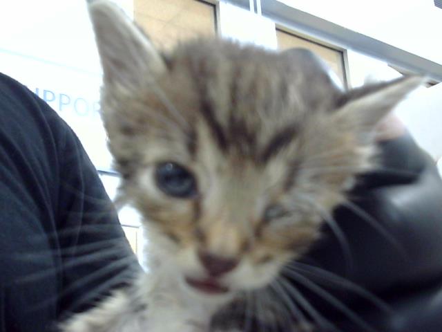 adoptable Cat in Dallas, TX named PATCH