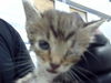 adoptable Cat in dallas, TX named PATCH