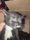 adoptable Cat in dallas, TX named GRECIA