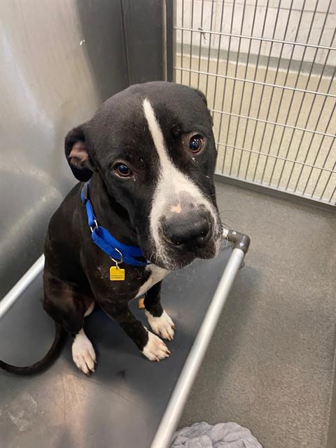 adoptable Dog in Dallas, TX named DOMINO
