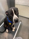 adoptable Dog in dallas, TX named DOMINO