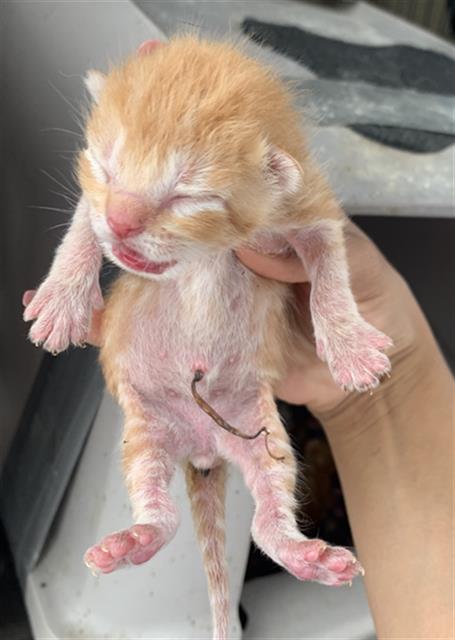 adoptable Cat in Dallas, TX named BUTTER PECAN