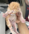 adoptable Cat in dallas, TX named BUTTERSCOTCH