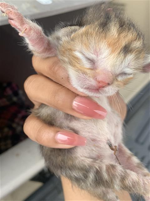picture of the cat needing adoption