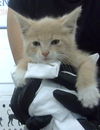 adoptable Cat in dallas, TX named HOLLY