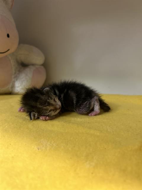 adoptable Cat in Dallas, TX named PANCAKE