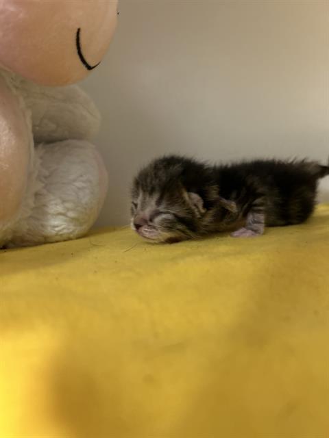 picture of the cat needing adoption