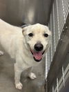 adoptable Dog in  named LEVI