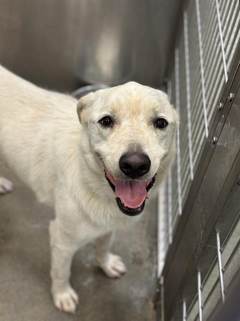 LEVI - Labrador Retriever available for adoption