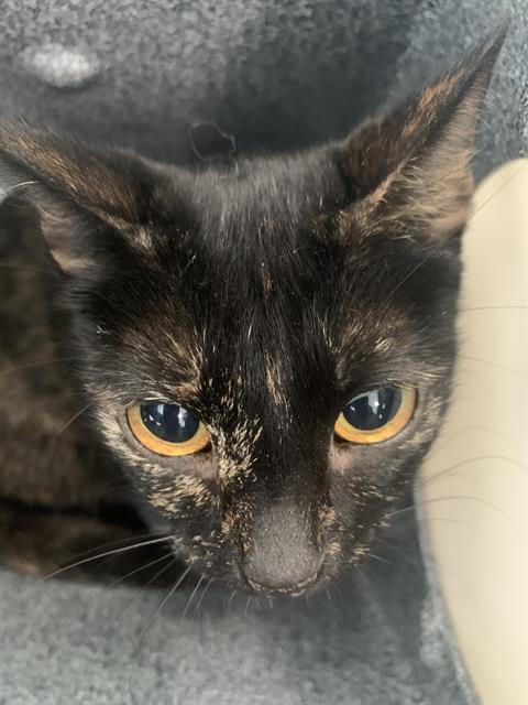 adoptable Cat in Dallas, TX named BELLADONNA
