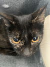 adoptable Cat in dallas, TX named BELLADONNA