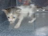 adoptable Cat in dallas, TX named PATCH