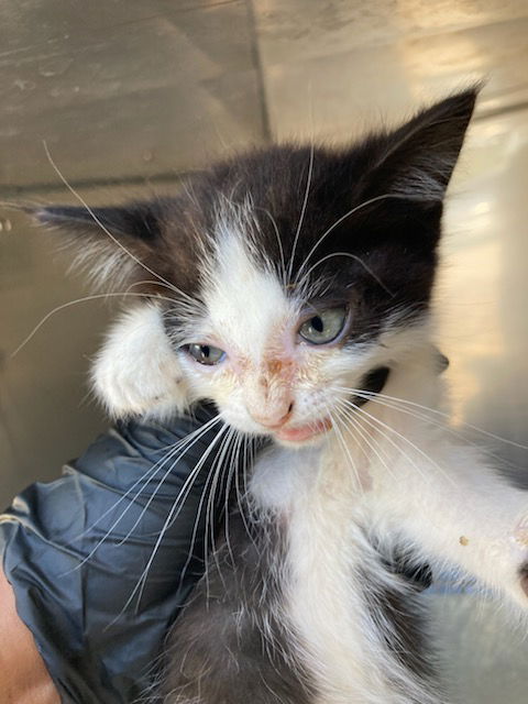 adoptable Cat in Dallas, TX named DIAMOND
