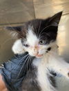 adoptable Cat in dallas, TX named DIAMOND