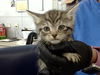 adoptable Cat in dallas, TX named BRICK