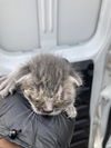 adoptable Cat in dallas, TX named CAMERON