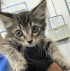 adoptable Cat in dallas, TX named JESSIE