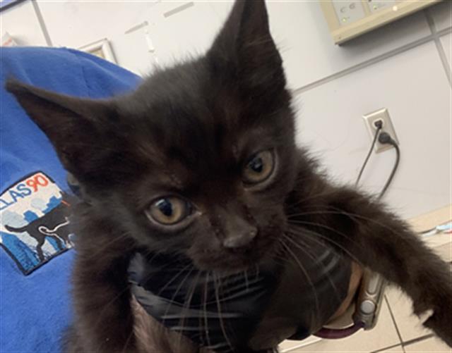 adoptable Cat in Dallas, TX named BOOTS