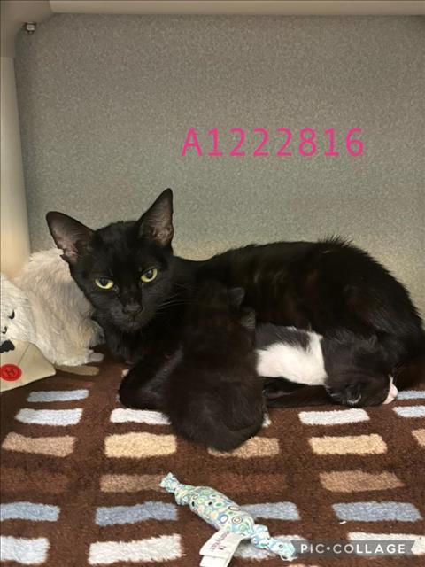 picture of the cat needing adoption