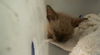 adoptable Cat in dallas, TX named LENA