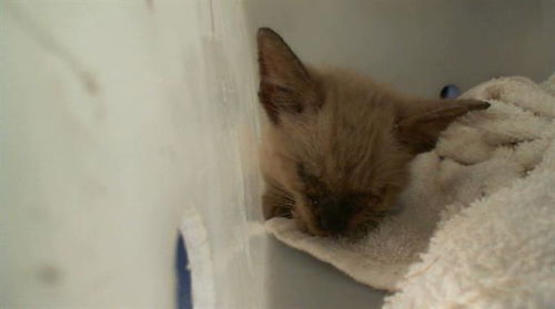 picture of the cat needing adoption