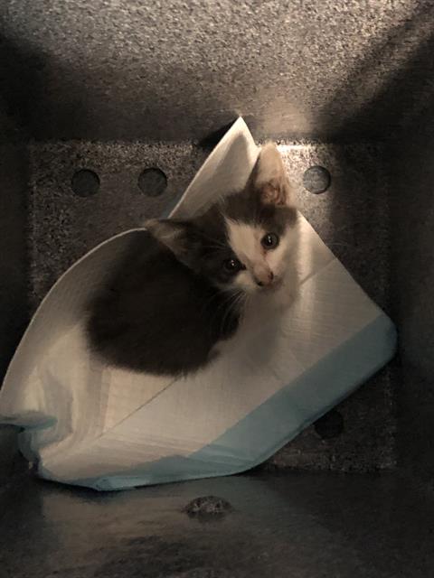 adoptable Cat in Dallas, TX named JAX