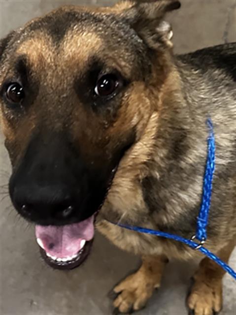 JR - German Shepherd Dog available for adoption