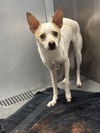 adoptable Dog in  named GINGER