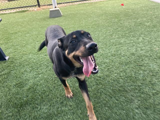 adoptable Dog in Dallas, TX named RUBY