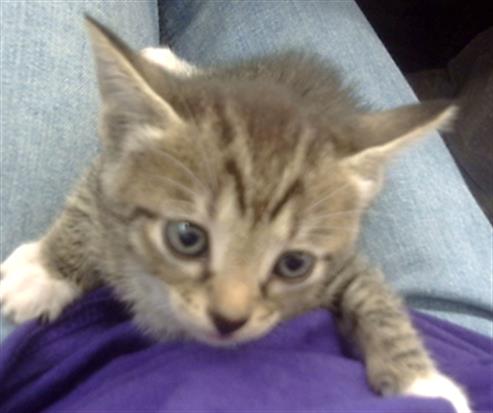 adoptable Cat in Dallas, TX named CUPCAKE