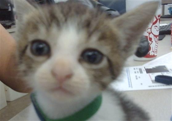 adoptable Cat in Dallas, TX named OREO