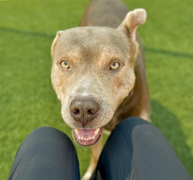 adoptable Dog in Dallas, TX named ROWDY