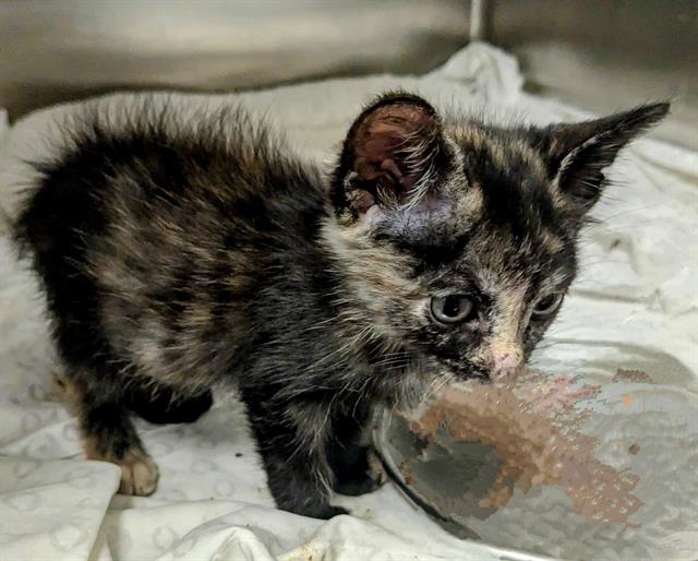 adoptable Cat in Dallas, TX named OZZY