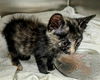 adoptable Cat in dallas, TX named OZZY