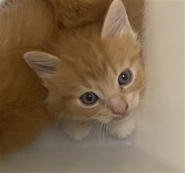 adoptable Cat in Dallas, TX named MAPLE