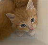 adoptable Cat in dallas, TX named MAPLE