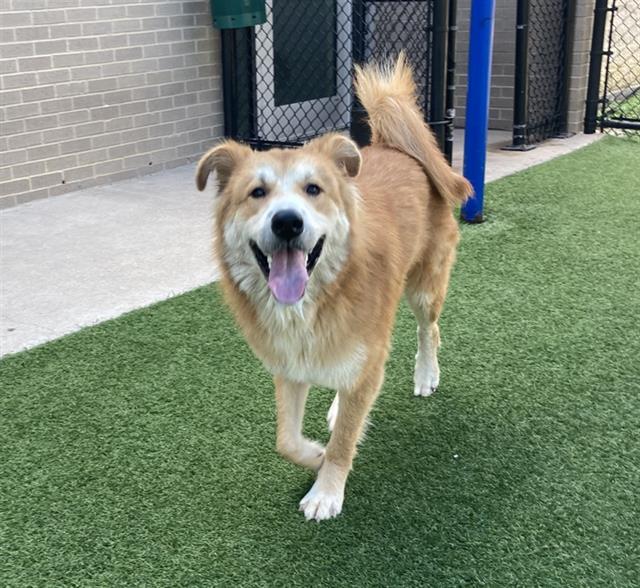 adoptable Dog in Dallas, TX named ZEUS