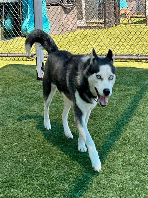 adoptable Dog in Dallas, TX named LOLA