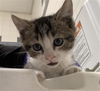 adoptable Cat in dallas, TX named ACORN