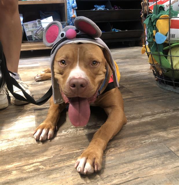 adoptable Dog in Dallas, TX named GUERO