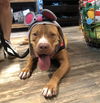 adoptable Dog in dallas, TX named GUERO