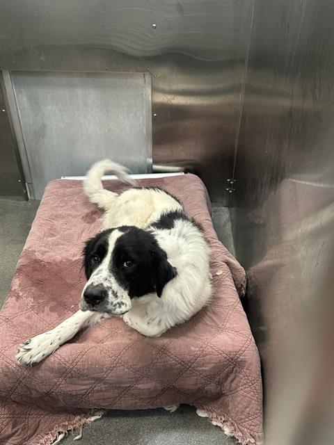 adoptable Dog in Dallas, TX named PANDA